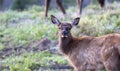 Baby Elk Cervus canadensis in the Mountains with their Mothers and Herd in Rocky Mountain National Park in Colorado Royalty Free Stock Photo