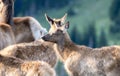 Baby Elk Cervus canadensis in the Mountains with their Mothers and Herd in Rocky Mountain National Park in Colorado