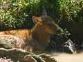 Baby elk hiding in the shadows in a creek Royalty Free Stock Photo