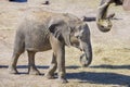 Baby Elphant Eating Hay Royalty Free Stock Photo