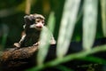 Baby Emperor Tamarin monkey