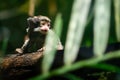 Baby Emperor Tamarin monkey Royalty Free Stock Photo