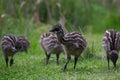 Baby Emu chicks pecking the lawn