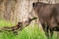 Baby of the endangered South American tapir with its mother Royalty Free Stock Photo