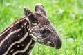 Baby of the endangered South American tapir Royalty Free Stock Photo