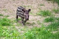 Baby of the endangered South American tapir Royalty Free Stock Photo