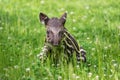 Baby of the endangered South American tapir Royalty Free Stock Photo