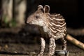 Baby of the endangered South American tapir Royalty Free Stock Photo