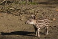 Baby of the endangered South American tapir Royalty Free Stock Photo