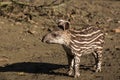 Baby of the endangered South American tapir Royalty Free Stock Photo