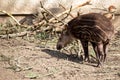 Baby of the endangered South American tapir Royalty Free Stock Photo