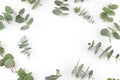 Baby eucalyptus leaves pattern Royalty Free Stock Photo
