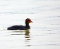 Baby eurasian coot