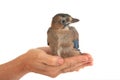 Baby Eurasian Jay Garrulus glandarius