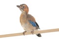 Baby Eurasian Jay Garrulus glandarius