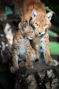 Baby Eurasian Lynx in the forest Royalty Free Stock Photo