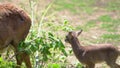 Baby European mouflon. cloven-hoofed animals in the zoo. observation of animals.