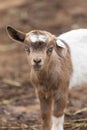 Baby fainting goat with blue eyes and ear tag