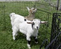 Baby Fainting Goats