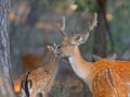 Baby fallow deer and its family Royalty Free Stock Photo