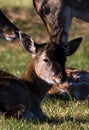 Baby Fallow Deer in Phoenix Park Royalty Free Stock Photo