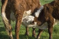 Baby Farm Cow Nursing Drinking Milk From Mama Cow