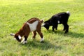 Baby Farm Goats Eating Grass