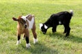 Baby Farm Goats Eating Grass