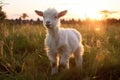 Rural grass goat animals farming cute Royalty Free Stock Photo