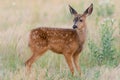 Baby fawn in the afternoon light Royalty Free Stock Photo