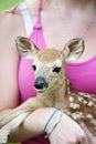 Baby Fawn Closeup Royalty Free Stock Photo