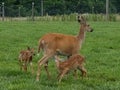 Baby fawn feeding off doe Royalty Free Stock Photo
