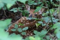 Baby deer fawn hiding in woods Royalty Free Stock Photo