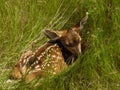 Baby fawn hiding in the grass Royalty Free Stock Photo