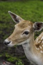 Baby Fawn Royalty Free Stock Photo