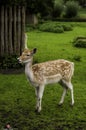 Baby Fawn Royalty Free Stock Photo