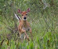 Baby fawn white tailed deer looking excited while running closer to and looking at camera in a meadow Royalty Free Stock Photo