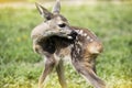 Baby fawn Royalty Free Stock Photo