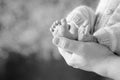 Baby feet in father hands. Tiny Newborn Baby`s feet on male hands closeup. Dad and his child. Happy Family concept. Beautiful Royalty Free Stock Photo