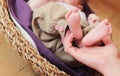 Baby feets Royalty Free Stock Photo