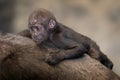 Baby gorilla on mother`s back Royalty Free Stock Photo