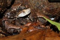 Baby fer de lance snake in Costa Rica Royalty Free Stock Photo