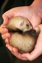 Baby ferret Royalty Free Stock Photo