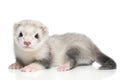 Baby ferret on a white background Royalty Free Stock Photo