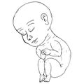 Baby in fetal position icon. Vector illustration of baby fetus. Royalty Free Stock Photo