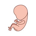 Baby fetus pregnancy isolated icon