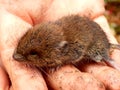 Baby Field Vole Royalty Free Stock Photo