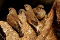 Baby Finches