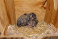 Baby Finches In A Nest Box