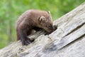 Baby fisher exploring hole in log Royalty Free Stock Photo